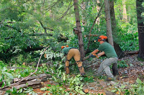 Reliable Mahanoy City, PA Tree Removal Solutions